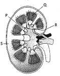 Question diagram