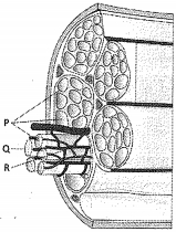 Question diagram