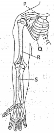 Question diagram