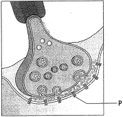 Question diagram
