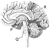 Question diagram