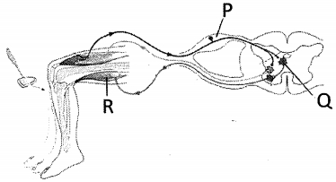 Question diagram