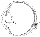 Question diagram