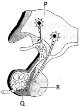 Question diagram