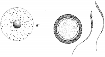 Question diagram