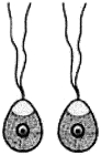 Question diagram