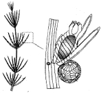 Question diagram