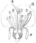 Question diagram