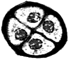 Question diagram