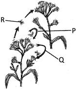 Question diagram