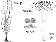 Question diagram