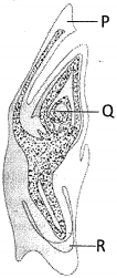 Question diagram