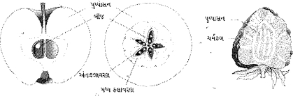 Question diagram