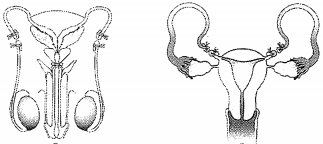 Question diagram