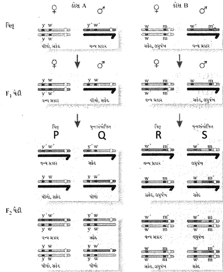 Question diagram