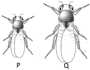 Question diagram