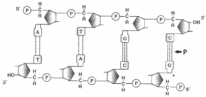 Question diagram