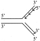 Option A