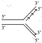 Option B