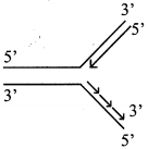 Option C