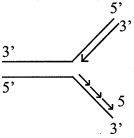 Option D