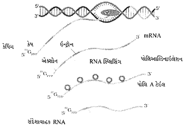 Question diagram