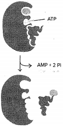 Question diagram