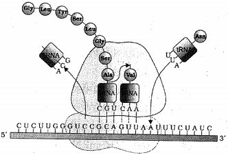 Question diagram