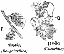 Question diagram