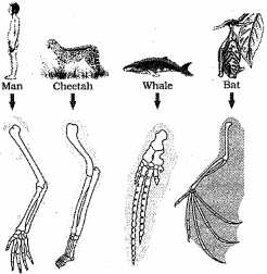Question diagram
