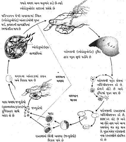 Question diagram