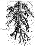 Question diagram