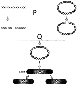 Question diagram