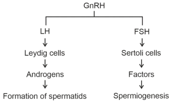 Solution diagram