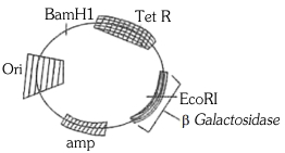 Question diagram