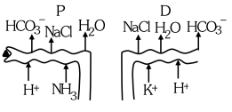 Option B