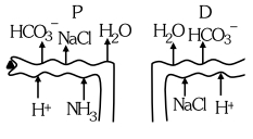 Option C
