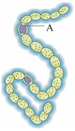 Question diagram