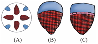 Question diagram