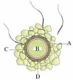 Question diagram