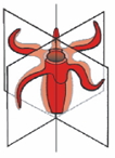 Question diagram