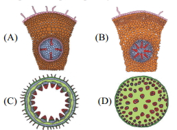 Question diagram