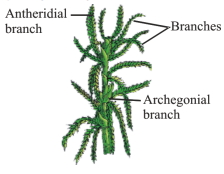 Question diagram