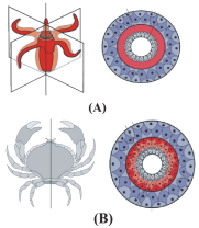 Question diagram