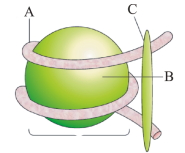 Question diagram