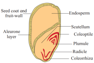 Question diagram