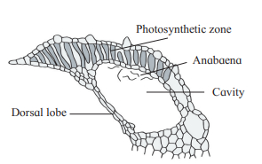 Question diagram