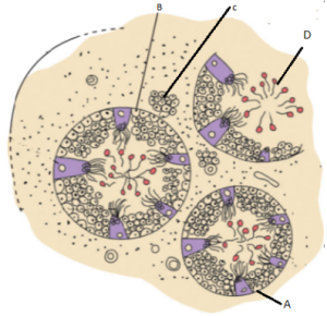Question diagram