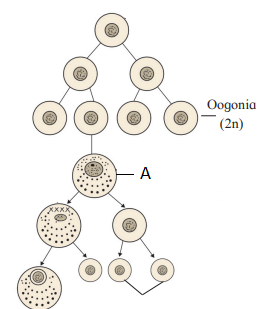 Question diagram
