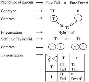 Solution diagram